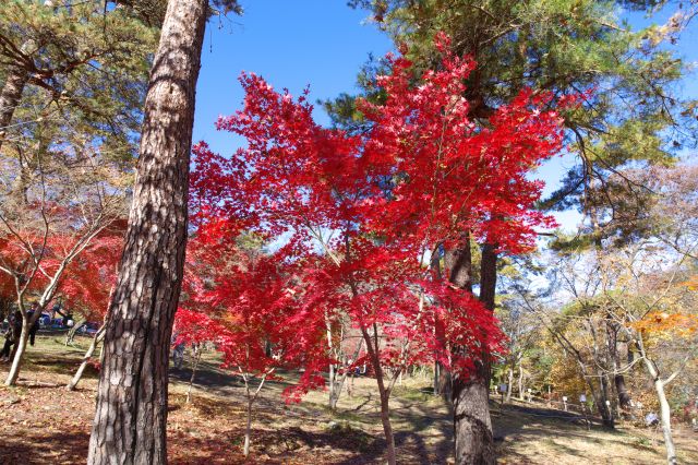 印象的な真っ赤な紅葉。