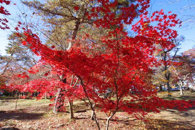 真っ赤な紅葉の前へ。