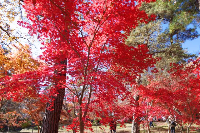 美しい赤い紅葉の木々。