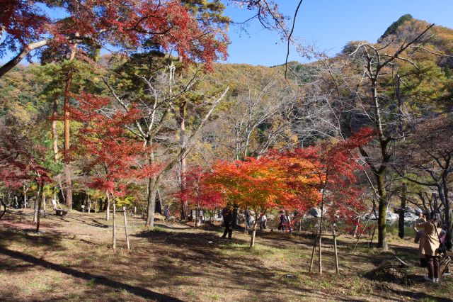 斜面の上から眺める公園の木々。