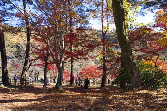 長瀞の紅葉の名所の1つでした。