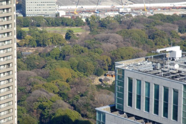 浜離宮恩賜庭園は木々が生い茂ります。