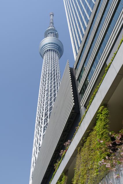 頭上に存在感のあるスカイツリー。