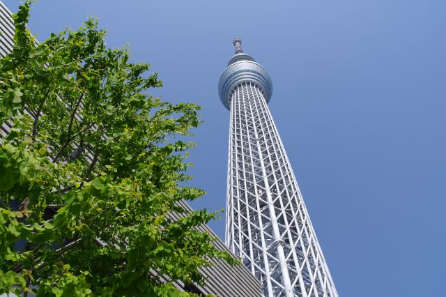 何度も見上げるスカイツリー。