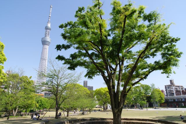 墨田区立隅田公園の写真ページ