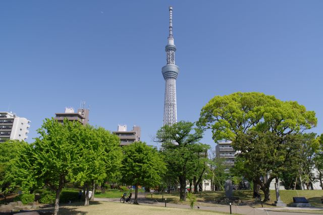 豊かな木々と圧倒的に高い東京スカイツリー。