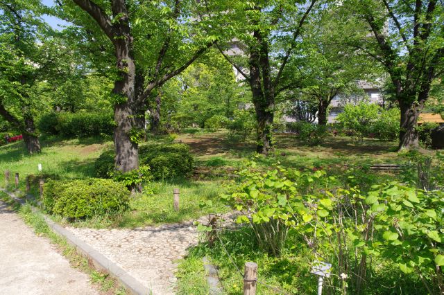 池の周りの歩道も緑豊かで心地よい。