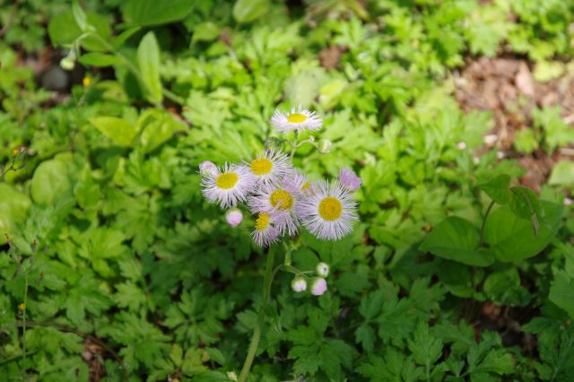 ハルジオンまたはヒメジョオン（お花に詳しくありません）。