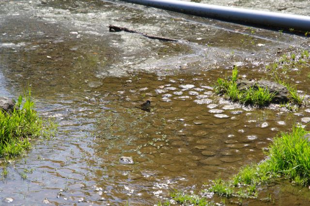 浅い部分、水辺で鳥も憩います。