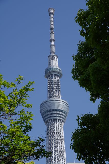 木々の間から見上げる東京スカイツリー。