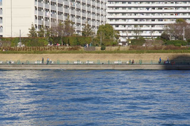 対岸は越中島公園。憩う人々が見られます。