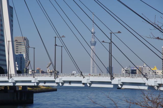 東京スカイツリーが見えます。