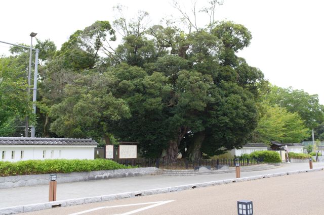 左側に水戸城跡の大シイがあります。