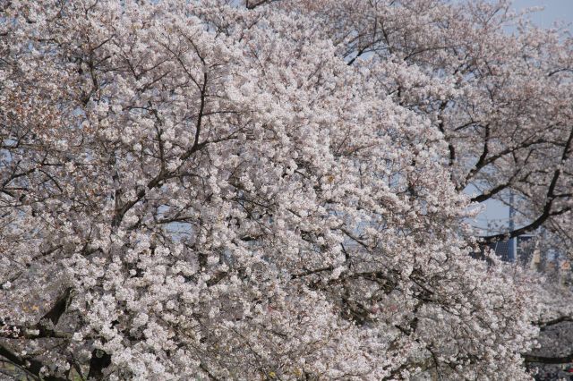 ソメイヨシノは密度が濃いです。