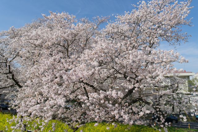 大きく枝を伸ばす美しい満開のソメイヨシノ。