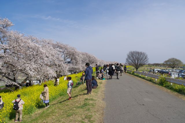 下流の東側へ。桜が驚くほど長い距離続きたくさんの人がいます。