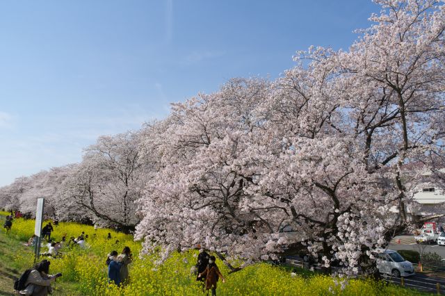 2色が作る美しい均質な風景が続きます。菜の花の香りが強いです。