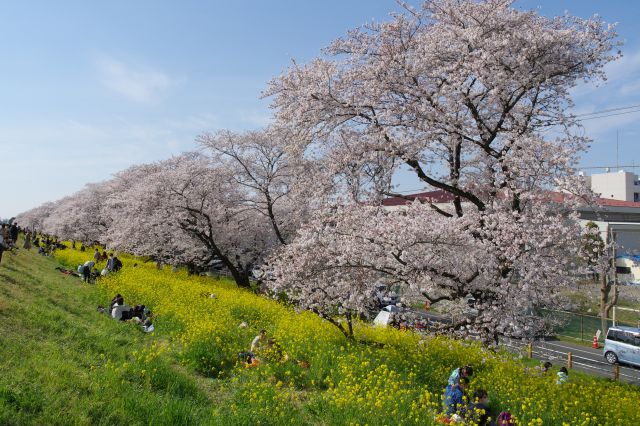 桜沿いの学校はその名も桜木小学校。