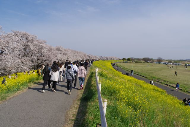 桜と菜の花の連続、終わりが見えません。