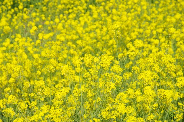 一面の菜の花も見事です。