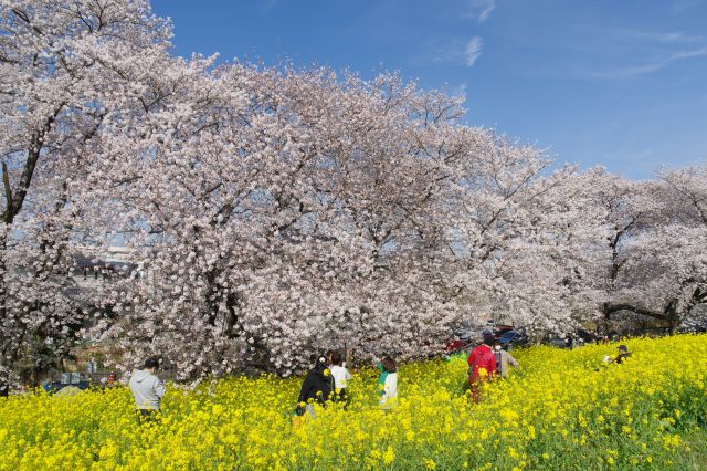 菜の花畑で桜を見上げて写真を撮ったり座って憩う人たちも。