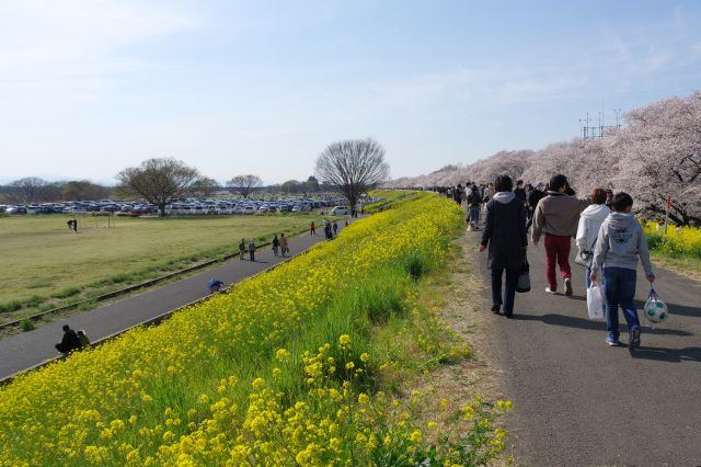 振り返っても長い距離の桜と菜の花の連続。。