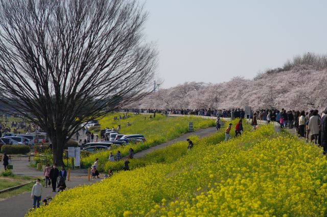 花見客もとても多いです。外国人も多い印象です。