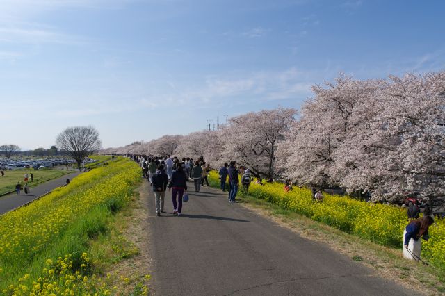 熊谷桜堤の写真ページへ