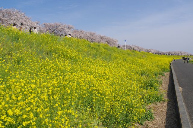 菜の花の切れ目から堤の下へ。