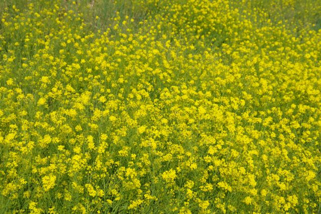 きれいな菜の花畑。