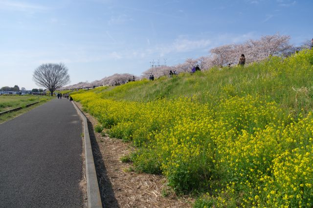 菜の花から見上げる土手上の桜の木々。