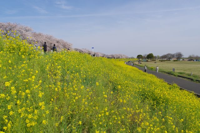 土手の中央より。