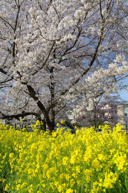 土手の陸側より（階段部分付近）。間近な菜の花と桜の木。