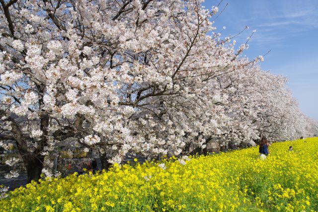 菜の花畑から見上げる桜の美しい光景。