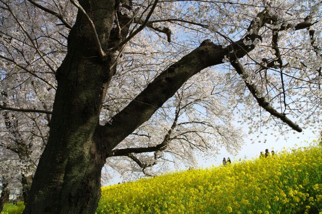 力強い桜の木。