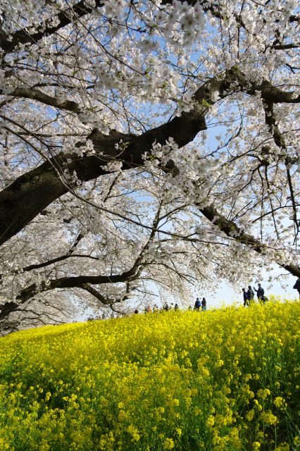 桜と菜の花。