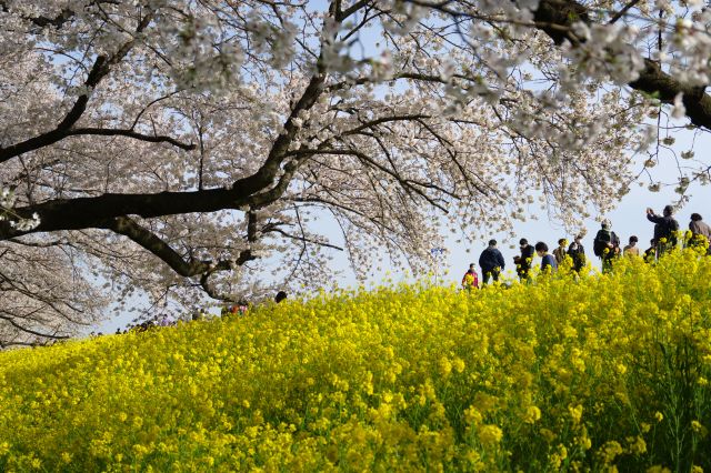 桜と菜の花。