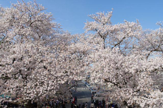 入り口付近へ戻りました。階段部分の桜のアーチ。大勢の人が行き交います。