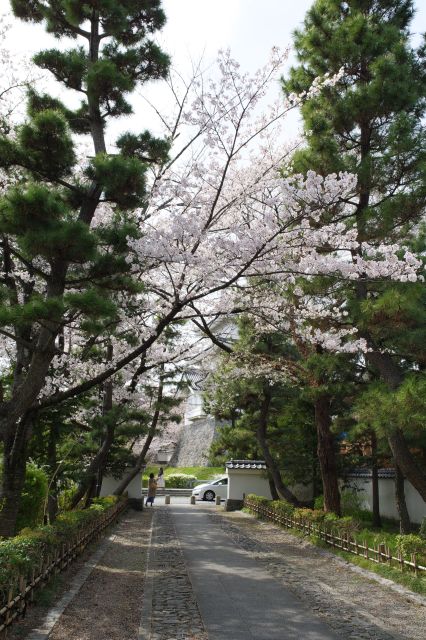 木々の中に桜の木も少しあります。