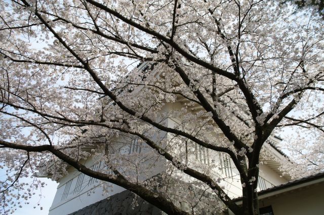 近づいて桜の木から見上げる。