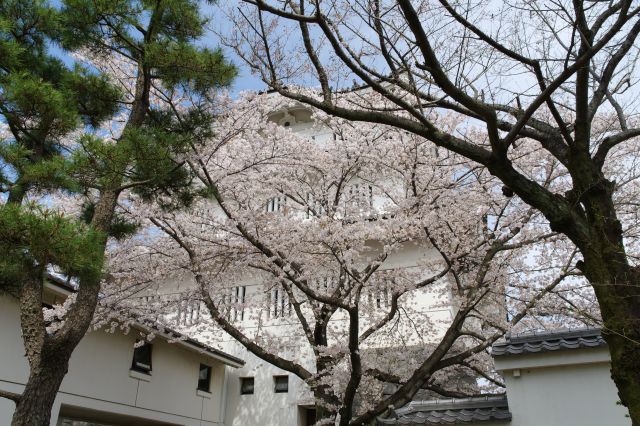 桜越しの櫓。