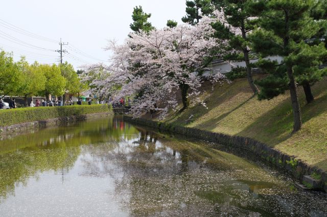 御三階櫓方面の水濠、土手の桜。