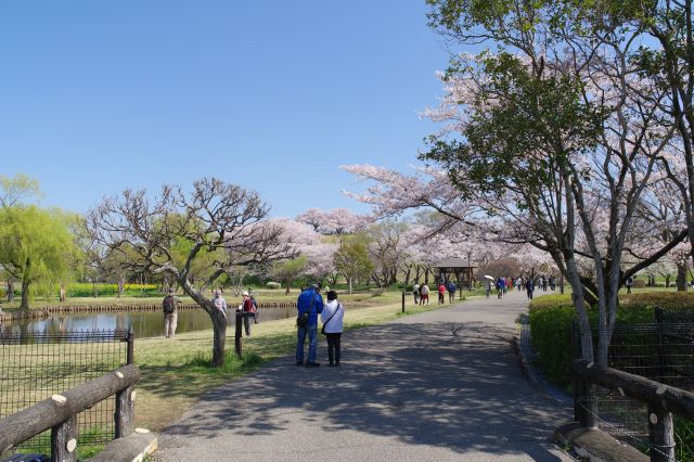 道をしばらく歩くと公園らしい雰囲気へ。