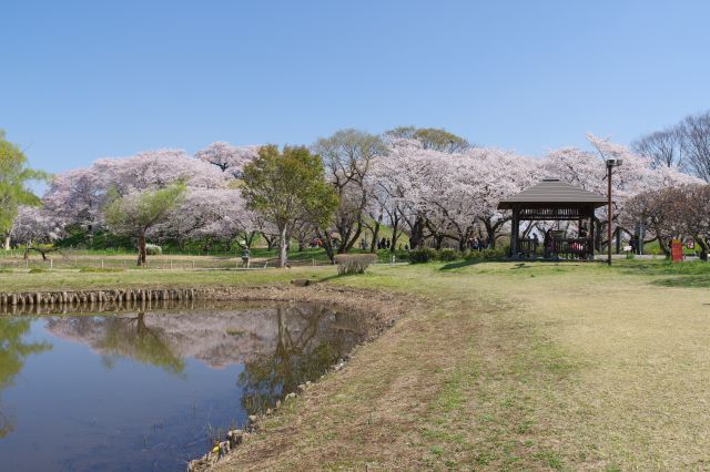 左側の蓮池の解放感と奥の桜の木々。