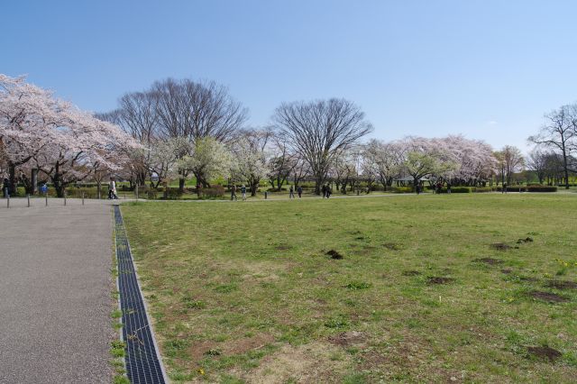 右側の広場と道沿いに連なる木々。