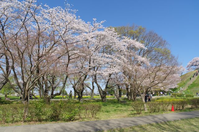 石田堤の右側へ進みます。