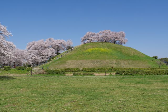 きれいな形と美しい桜の丸墓山古墳。