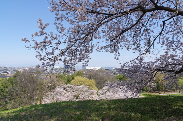 古墳の上にも下にも桜の木。