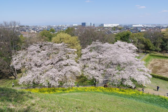 登ってきたのと反対側の桜の木々を見下ろす。