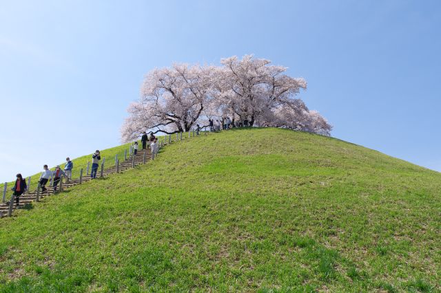 見上げる丸墓山古墳。